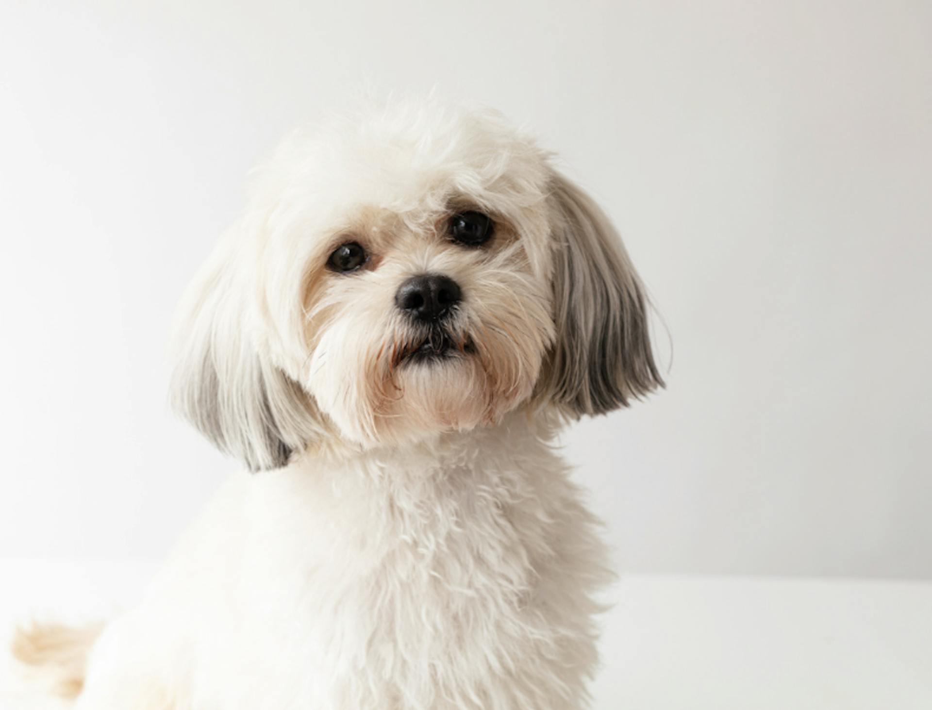 Shih Tzu blanc assis