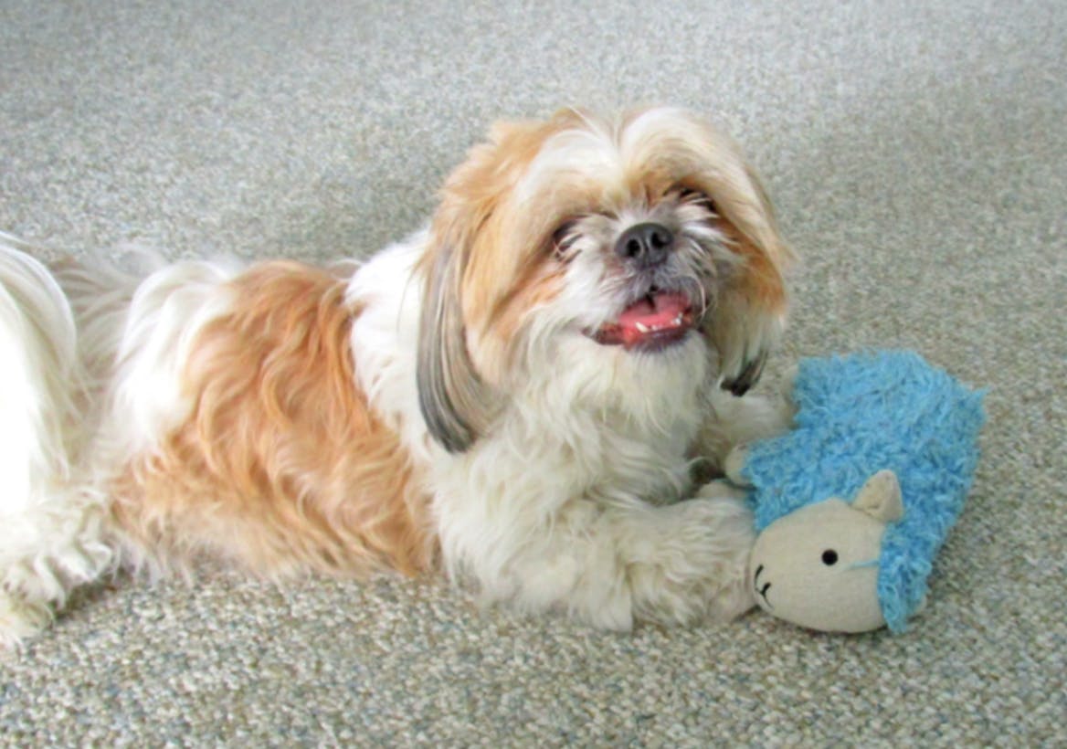 Shih Tzu avec son jouet