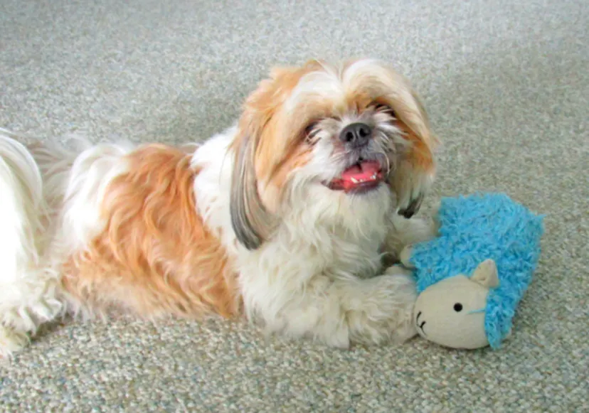 Shih Tzu avec son jouet