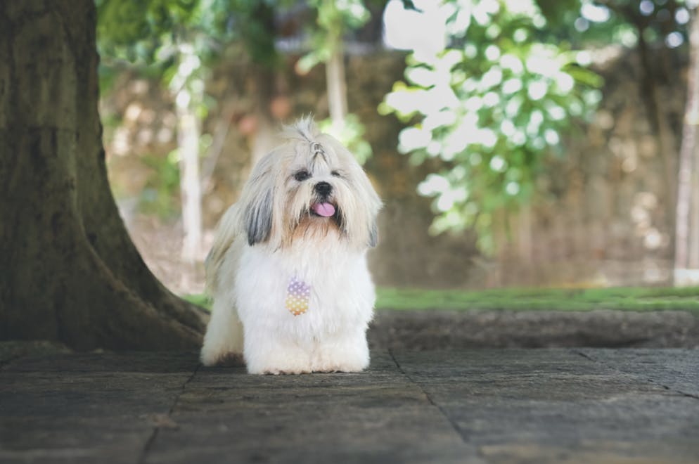 Shih Tzu dans un jardin