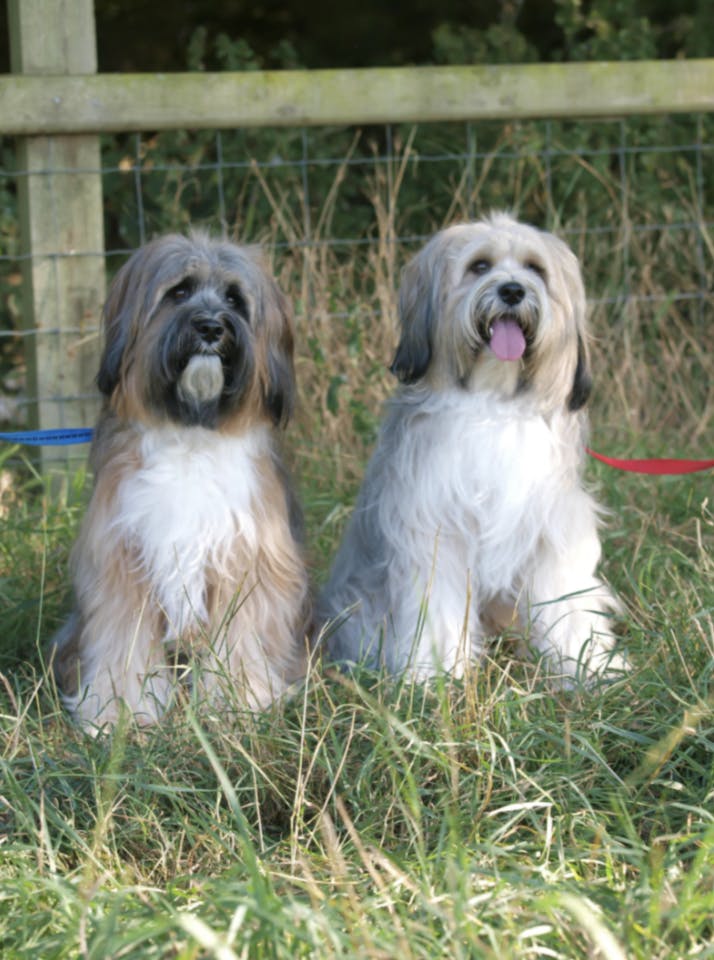 Deux Shih Tzu assis dans un jardin