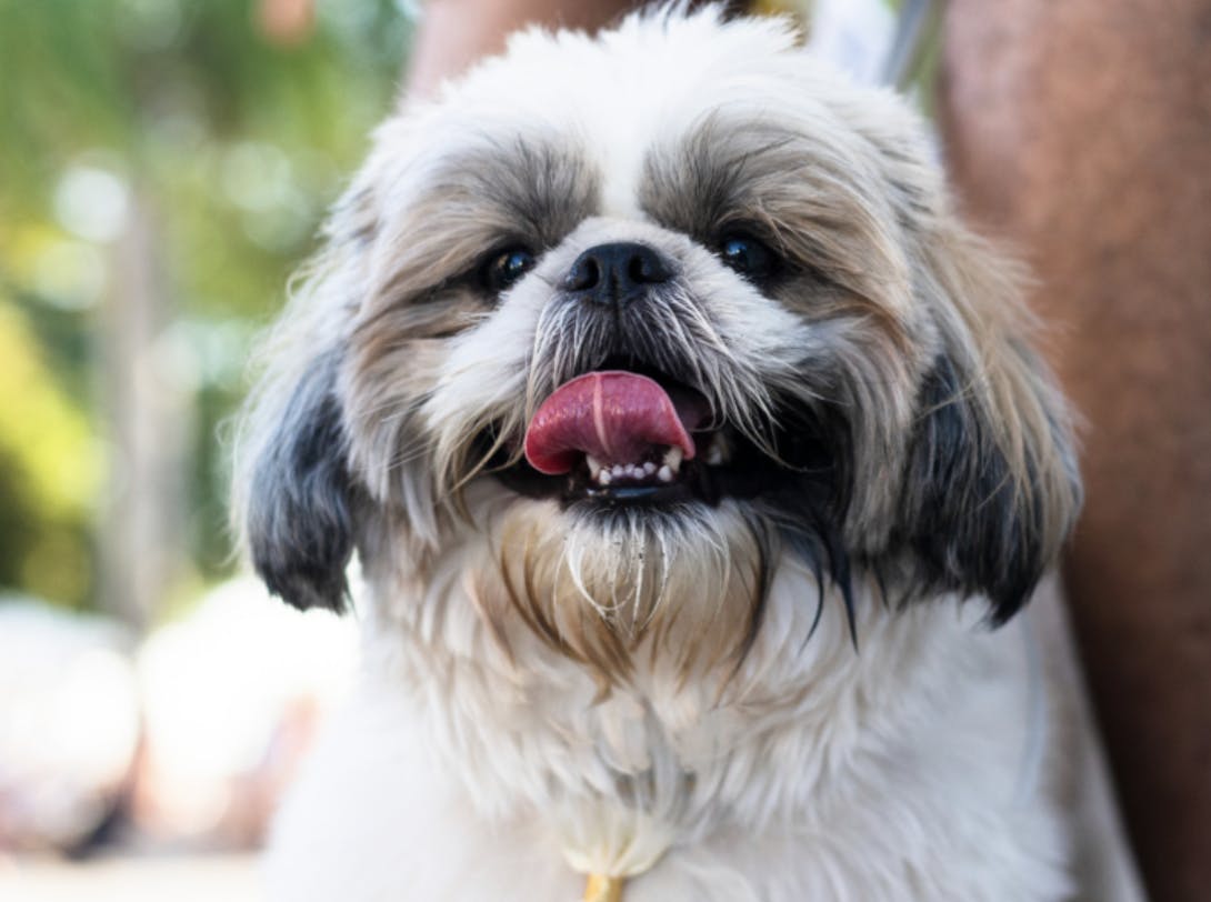 Shih Tzu qui tire la langue 