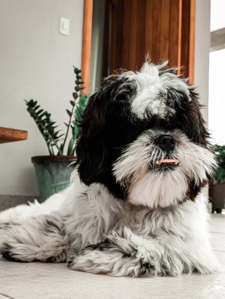 Shih Tzu couché qui tire la langue 