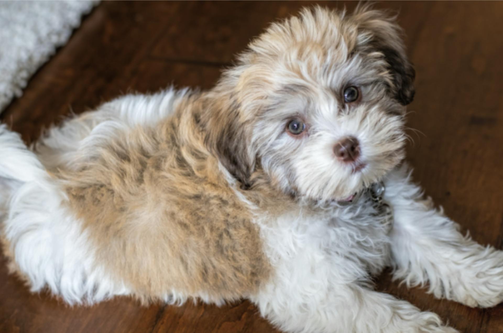 Shih Tzu chiot