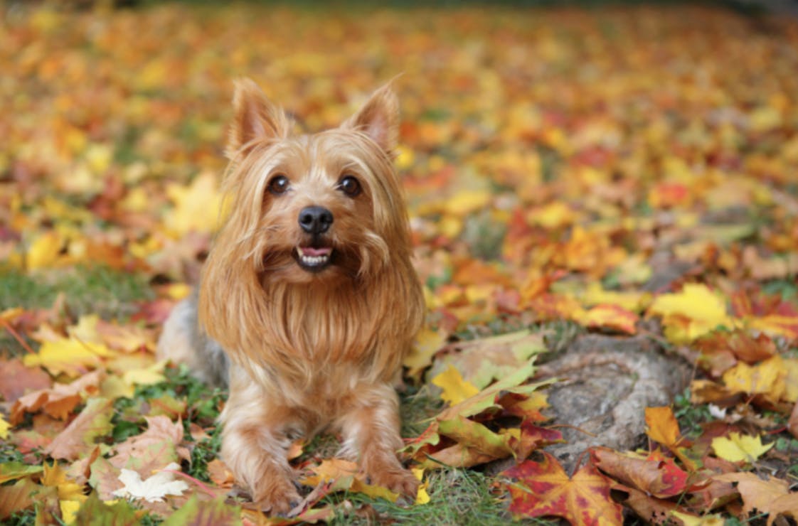 Yorkshire qui pose dans les feuilles t'Automne