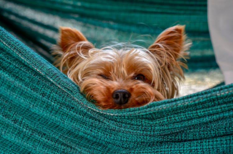 Petit Yorkshire couché dans une couverture