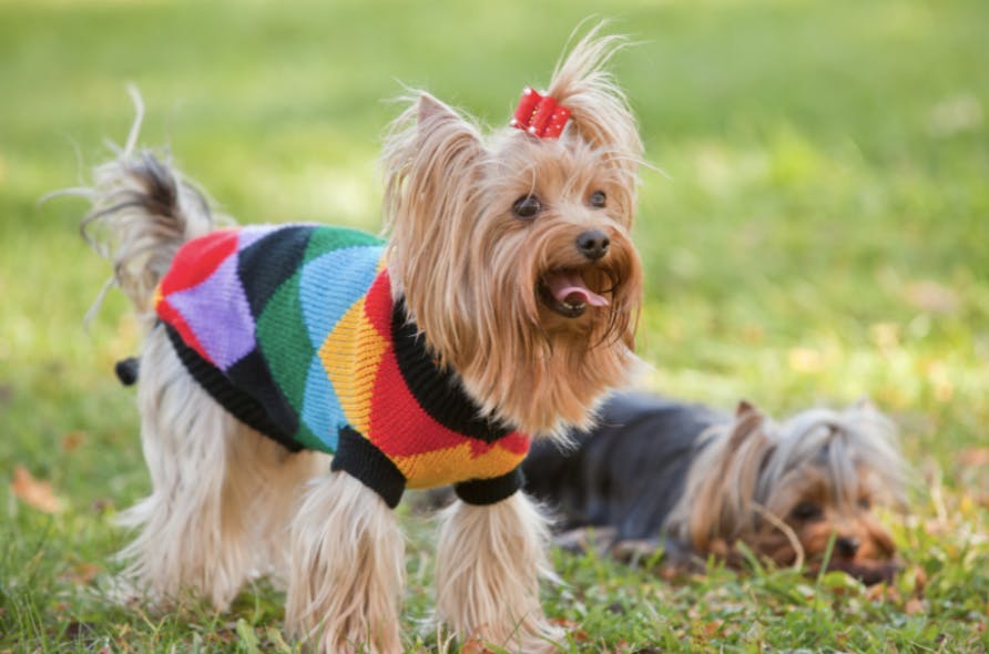 Yorkshire avec un petit pull coloré