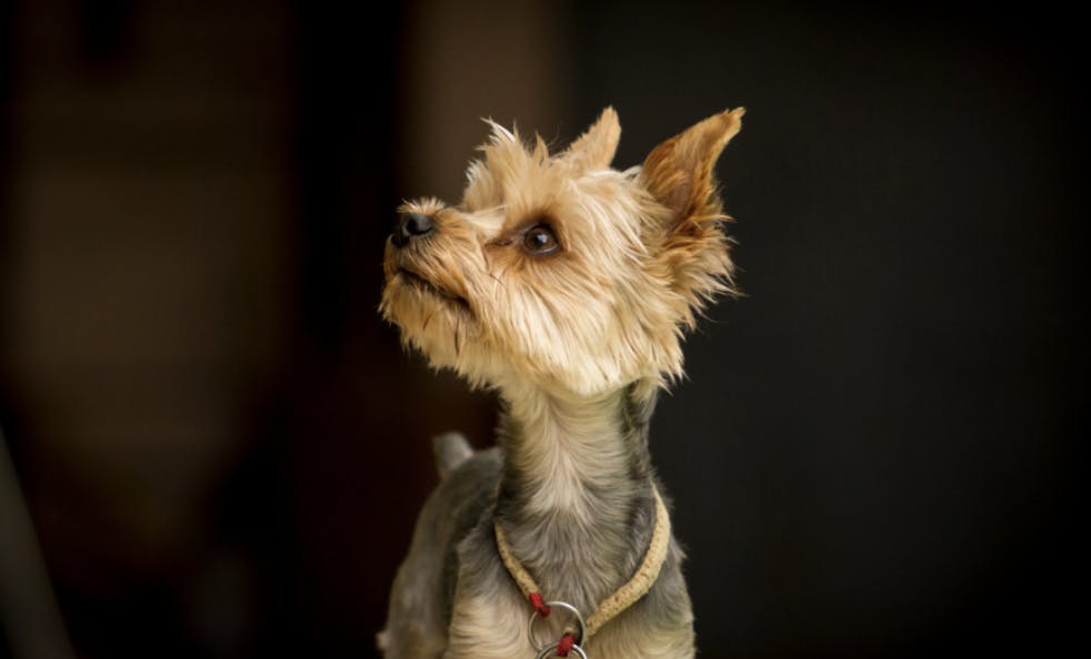 Yorkshire qui pose