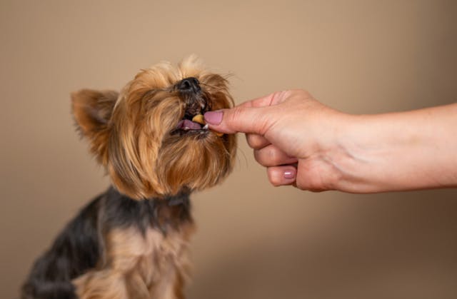 Dame qui donne une croquette à son Yorkshire