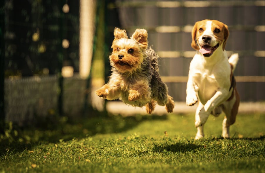 Yorkshire Terrier qui joue avec un Beagle