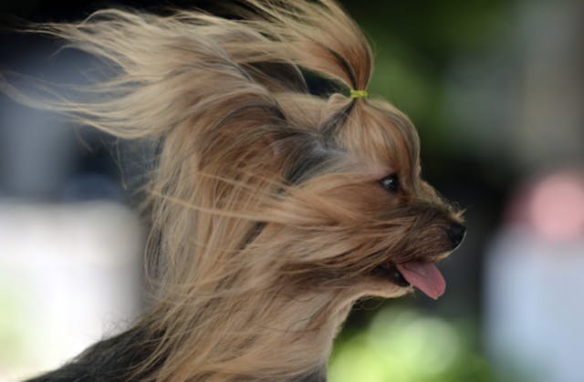 Yorkshire avec les poils au vent