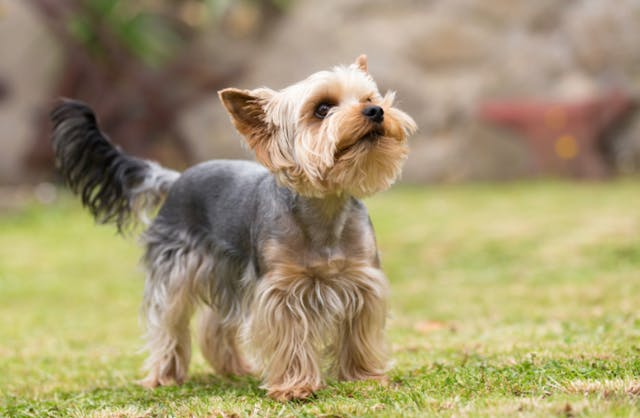 Yorkshire dans l'herbe