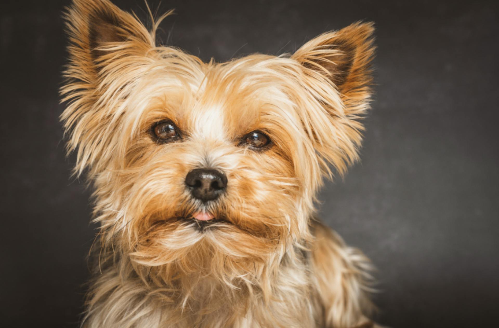 Portrait d'un Yorkshire 