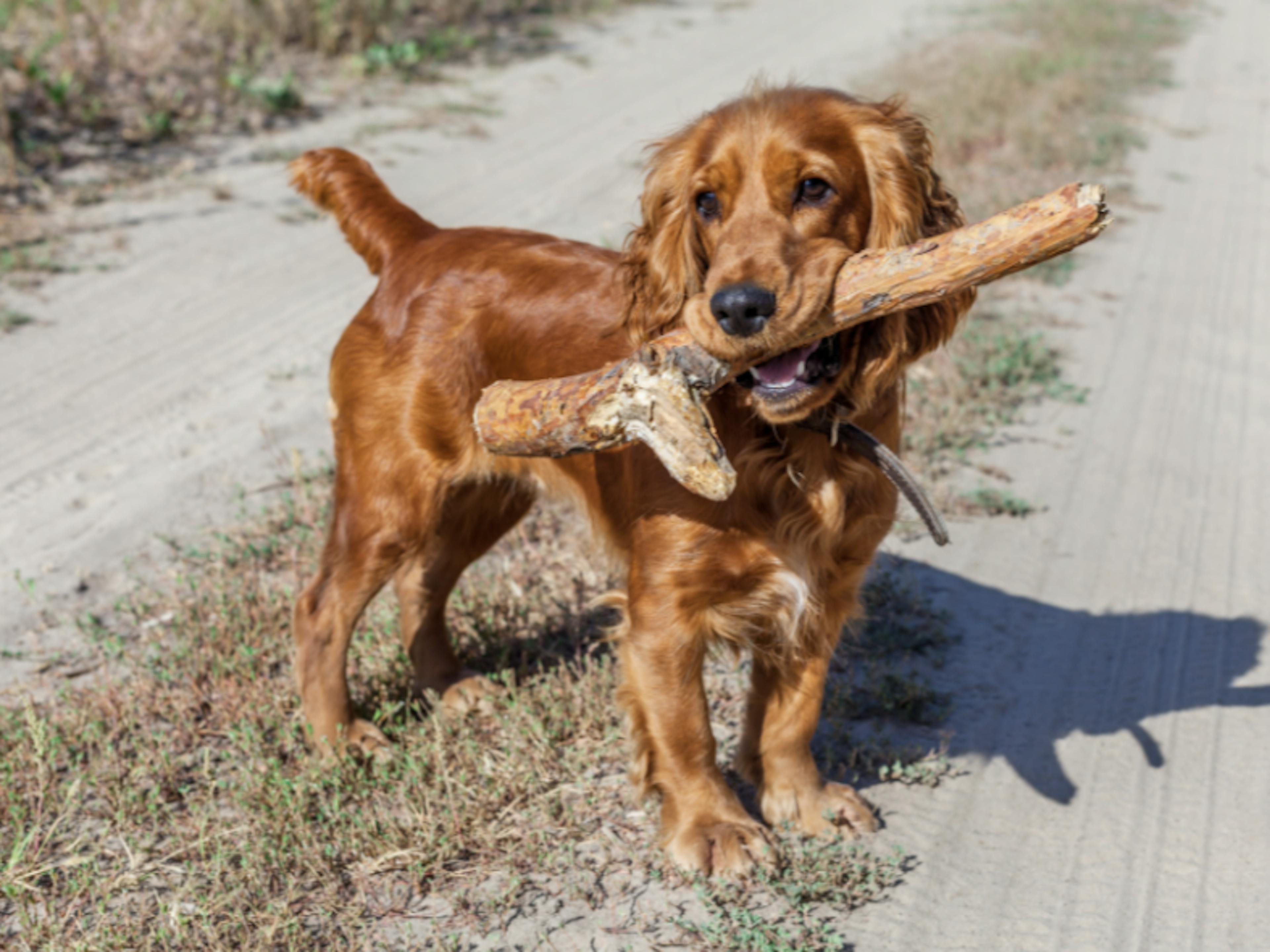 Cocker avec bâton dans la bouche