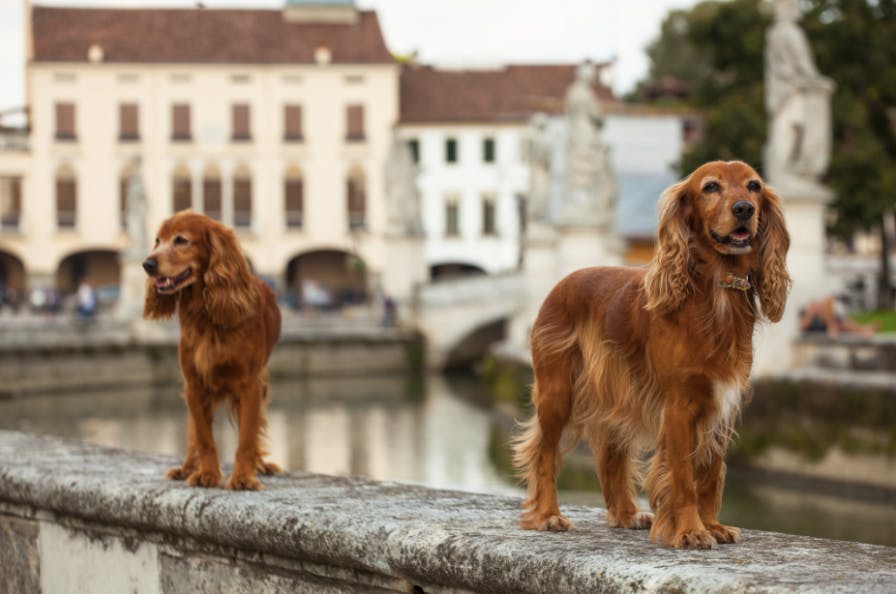 Deux Cocker debout sur un pont