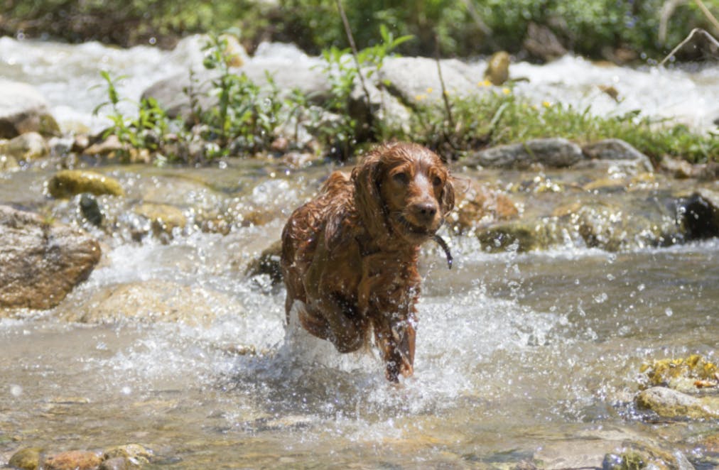 Cocker qui court avec un bâton dans l'eau