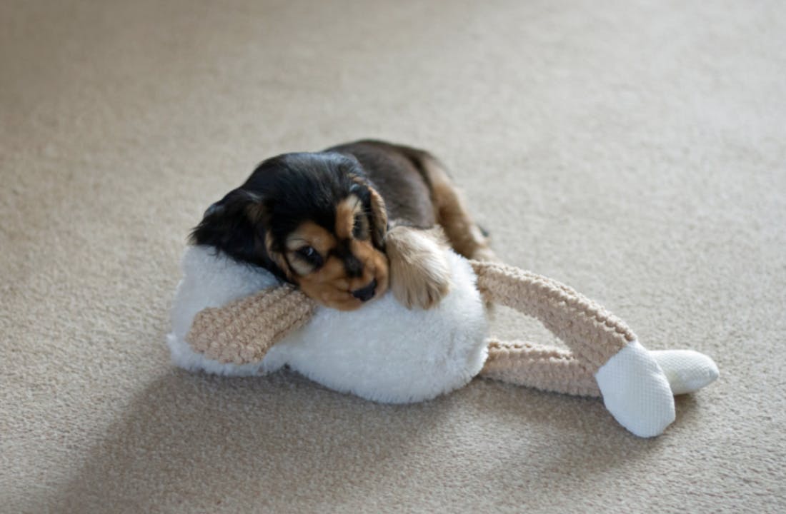 Chiot Cocker couché sur son doudou