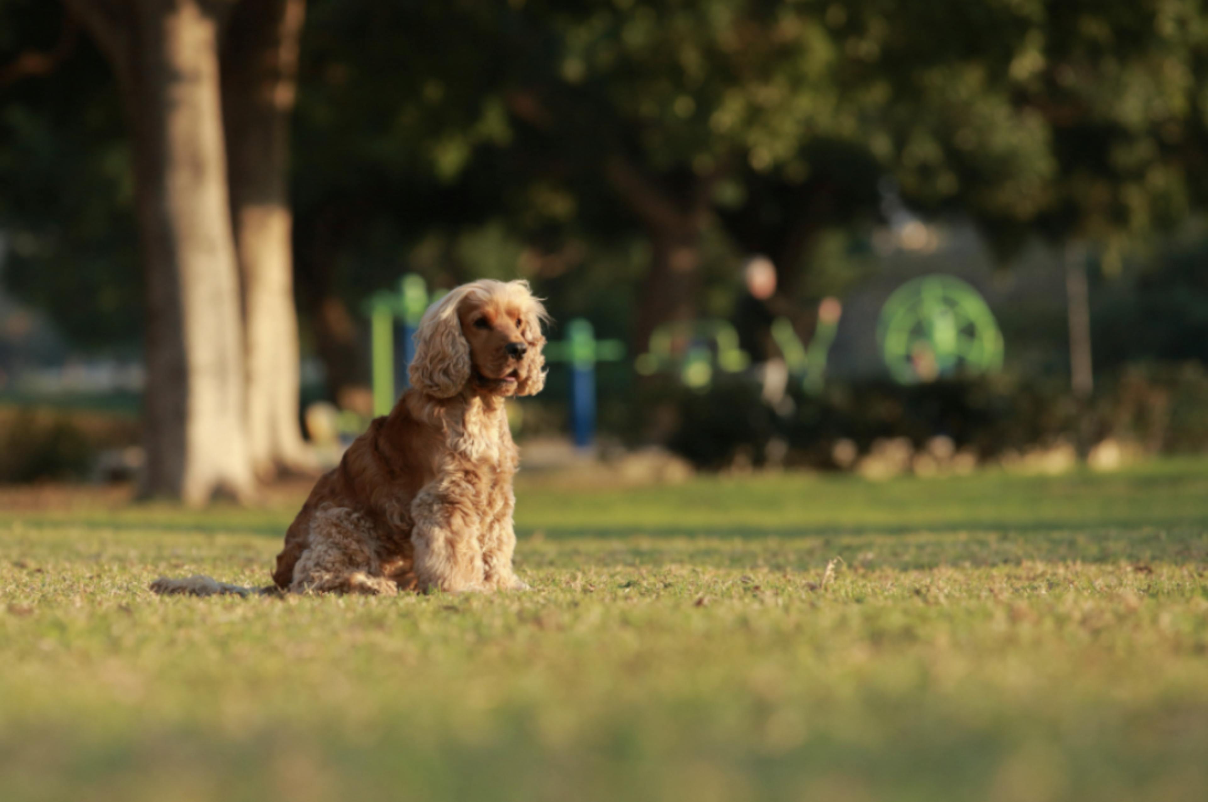 Cocker assis au soleil dans l'herbe 