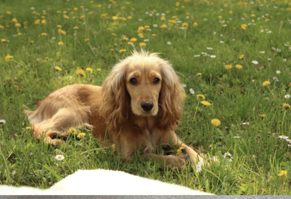 Cocker couché dans l'herbe