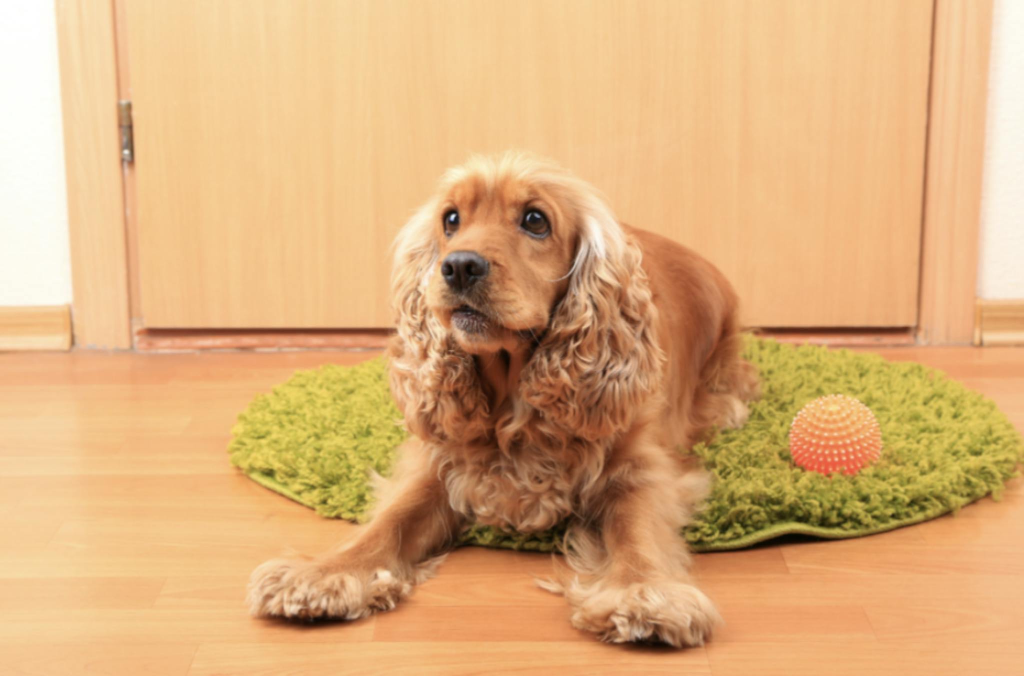 Cocker couché sur un tapis avec une balle