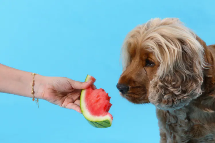 Cocker qui regarde un morceau de pastèque 