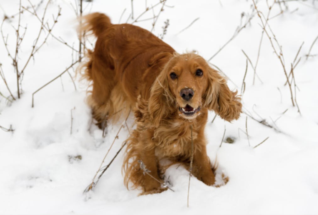 Cocker qui joue dans la neige