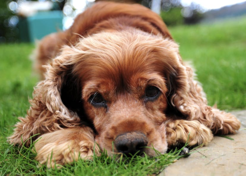 Cocker couché dans l'herbe 