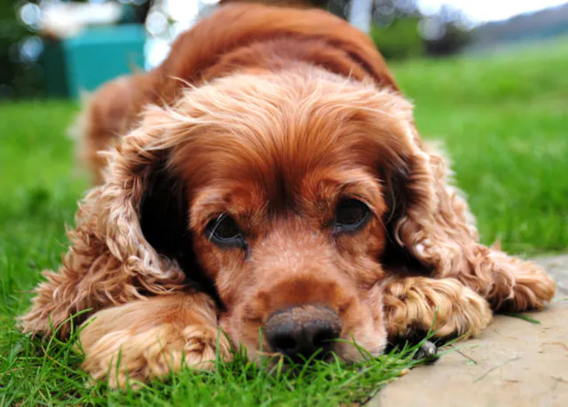 Cocker couché dans l'herbe 