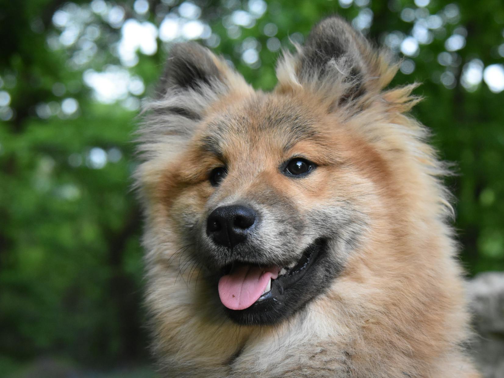 Eurasier couleur fauve