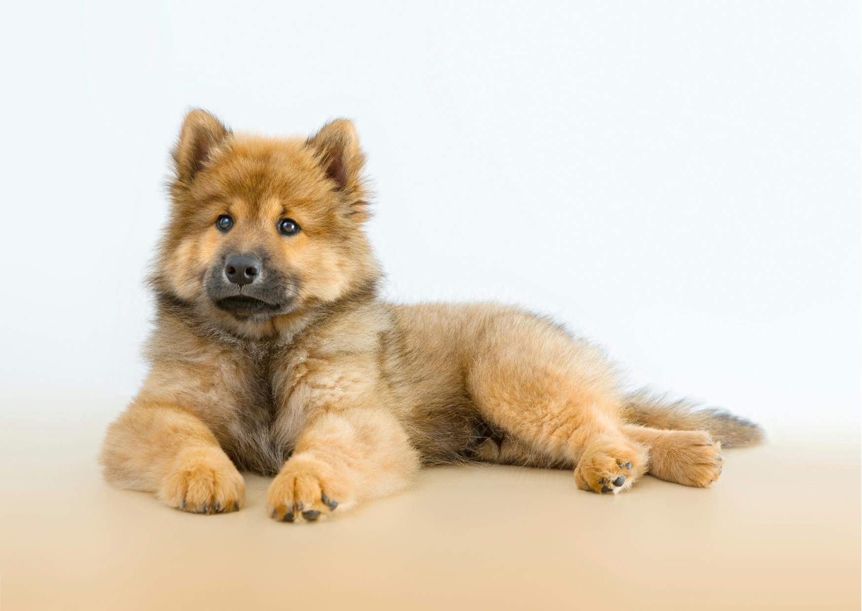 chiot eurasier