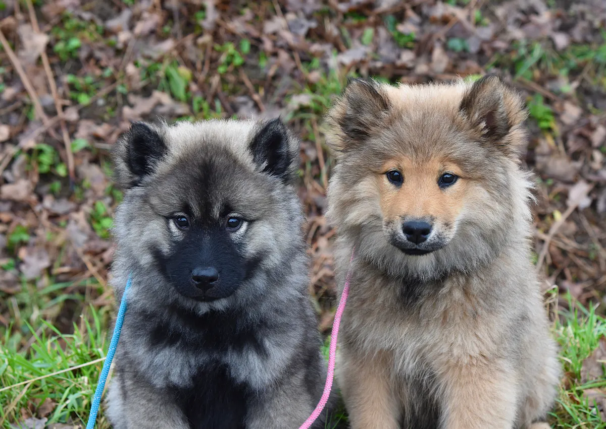 deux chiots eurasiers en forêt