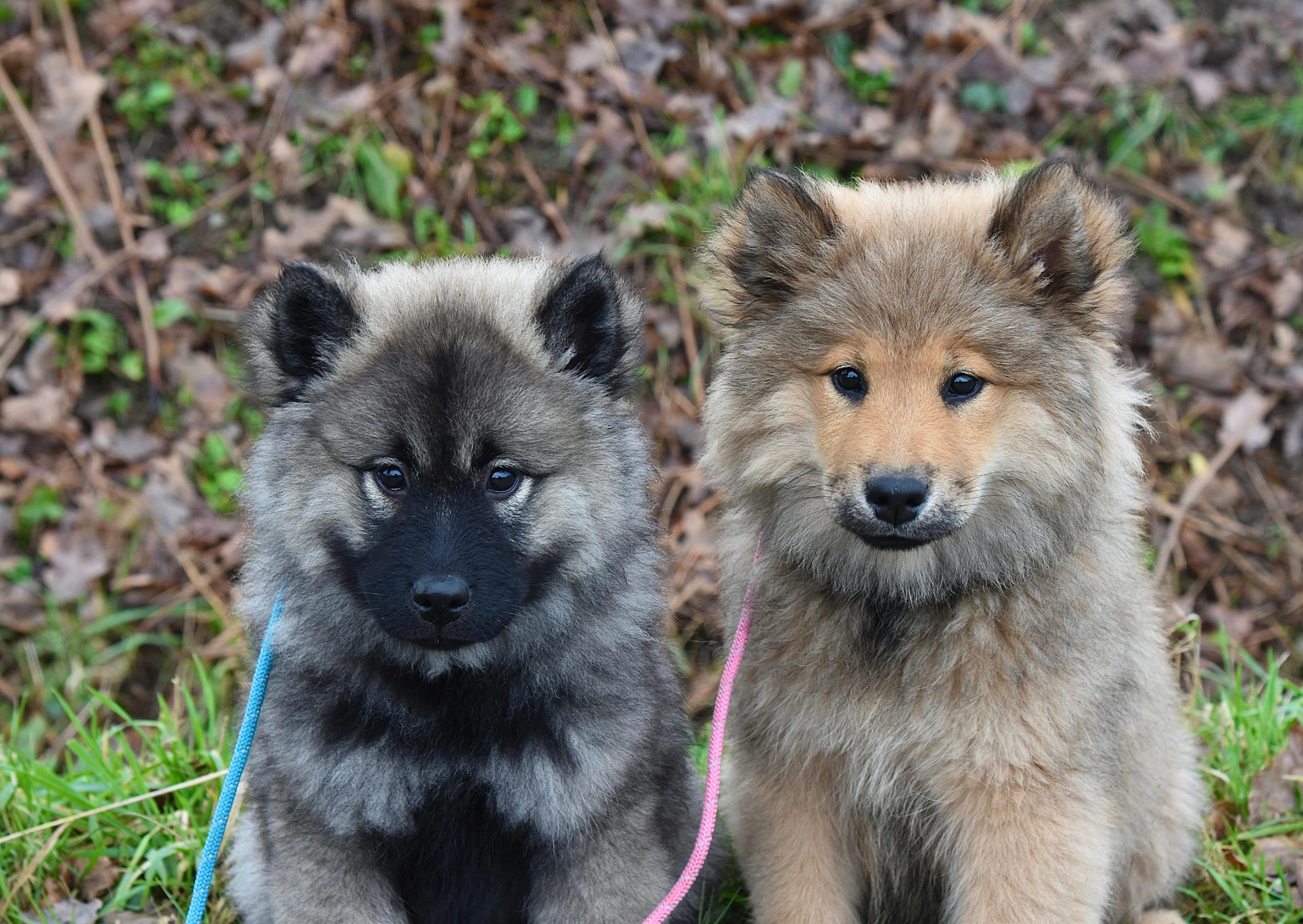 deux chiots eurasiers en forêt 