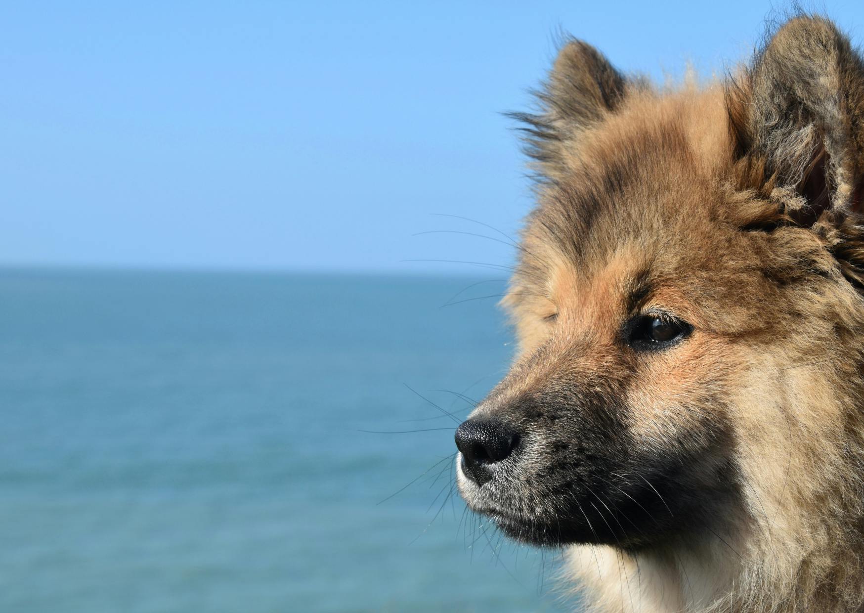 Un eurasier au bord de la mer
