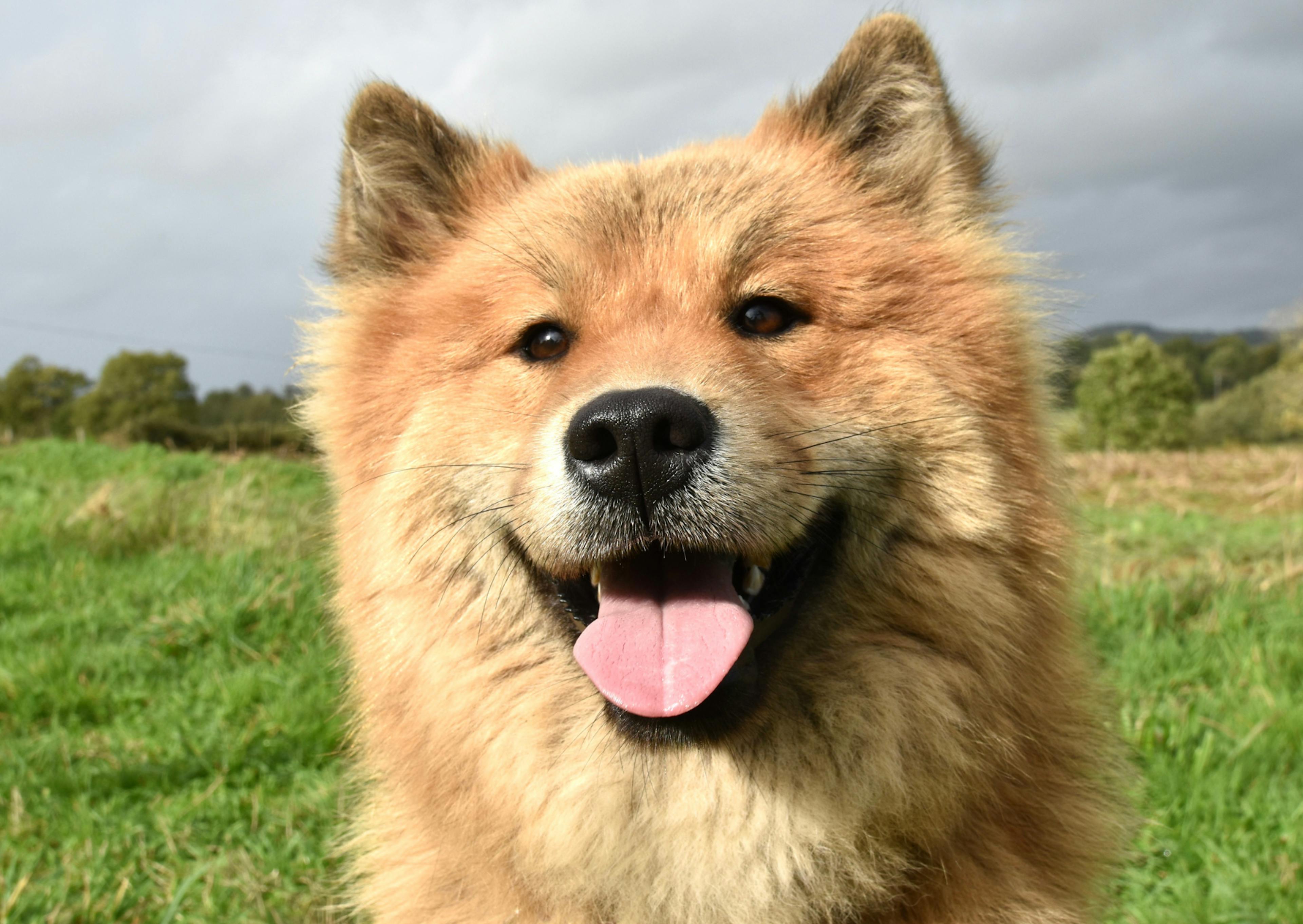 Eurasier fauve qui tire la langue