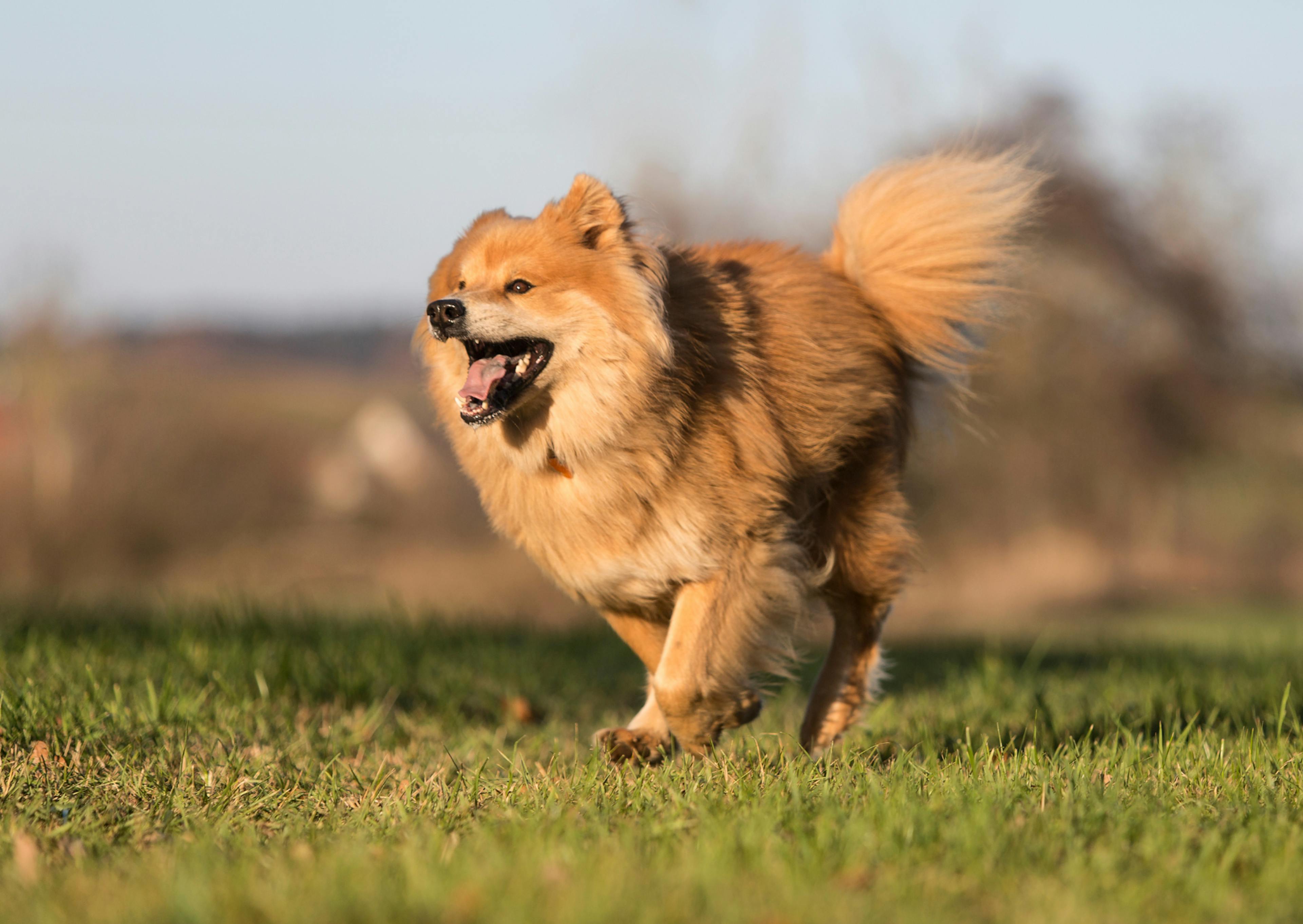 eurasier qui court dans l'herbe