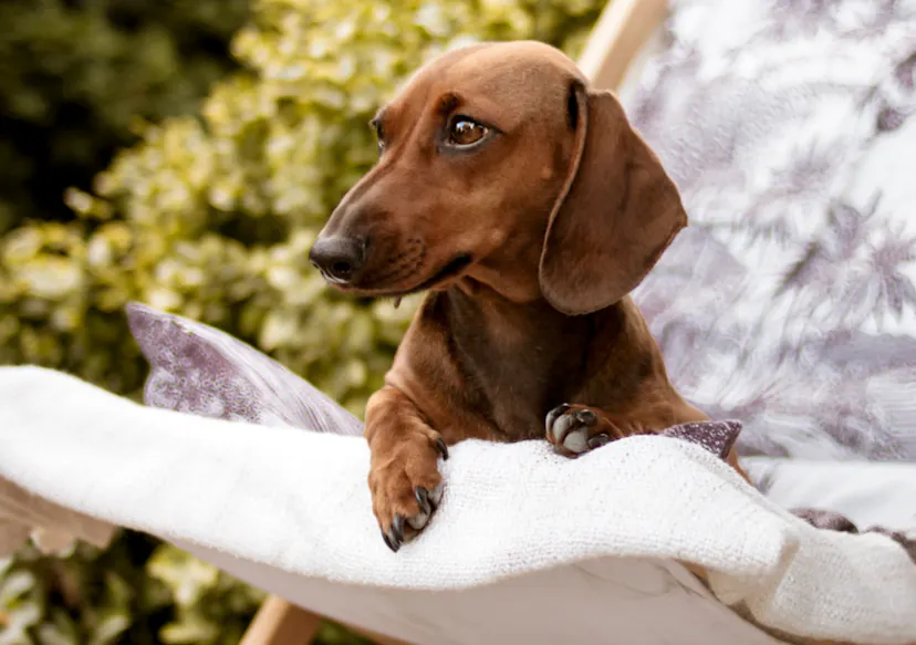 Teckel couché sur un transat