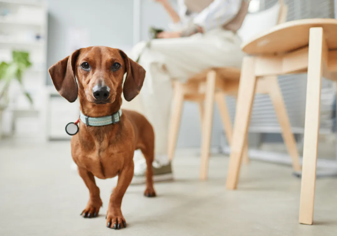 Teckel à poil court qui regarde l'objectif