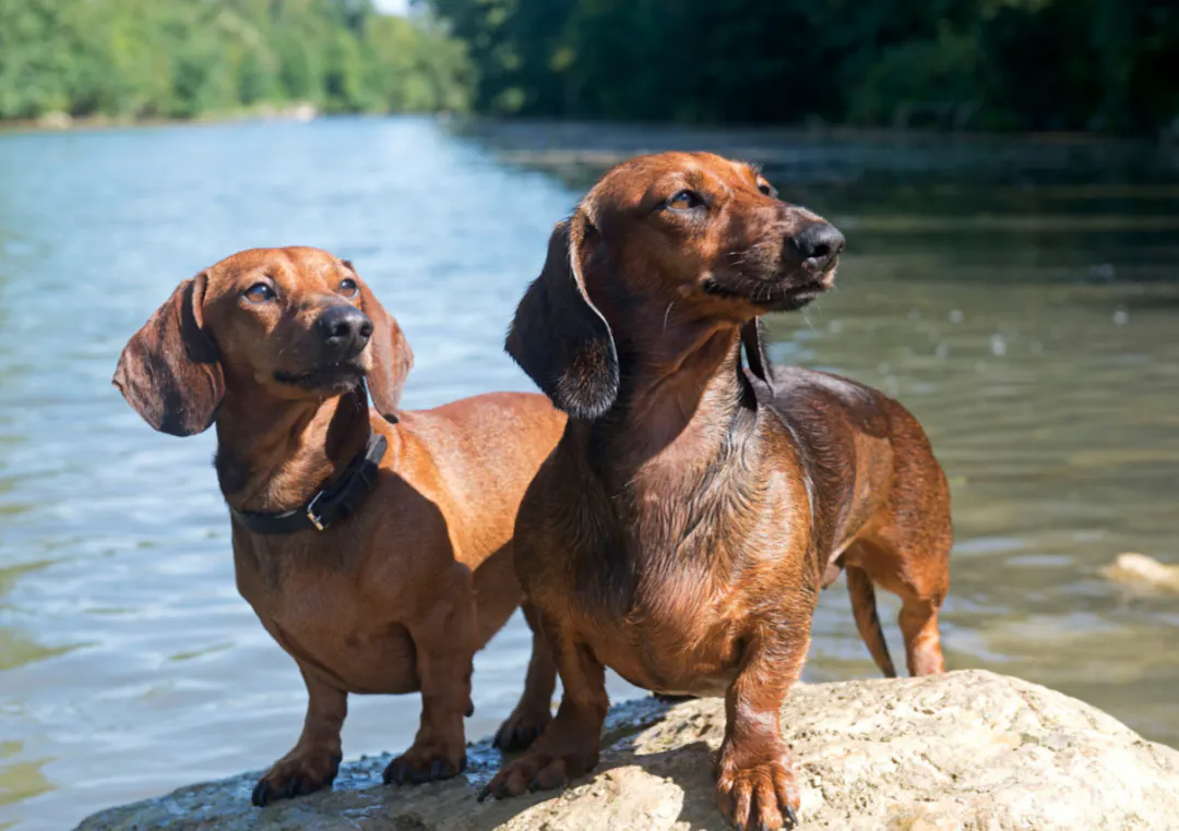 Deux Teckel qui se sont baigner dans un lac