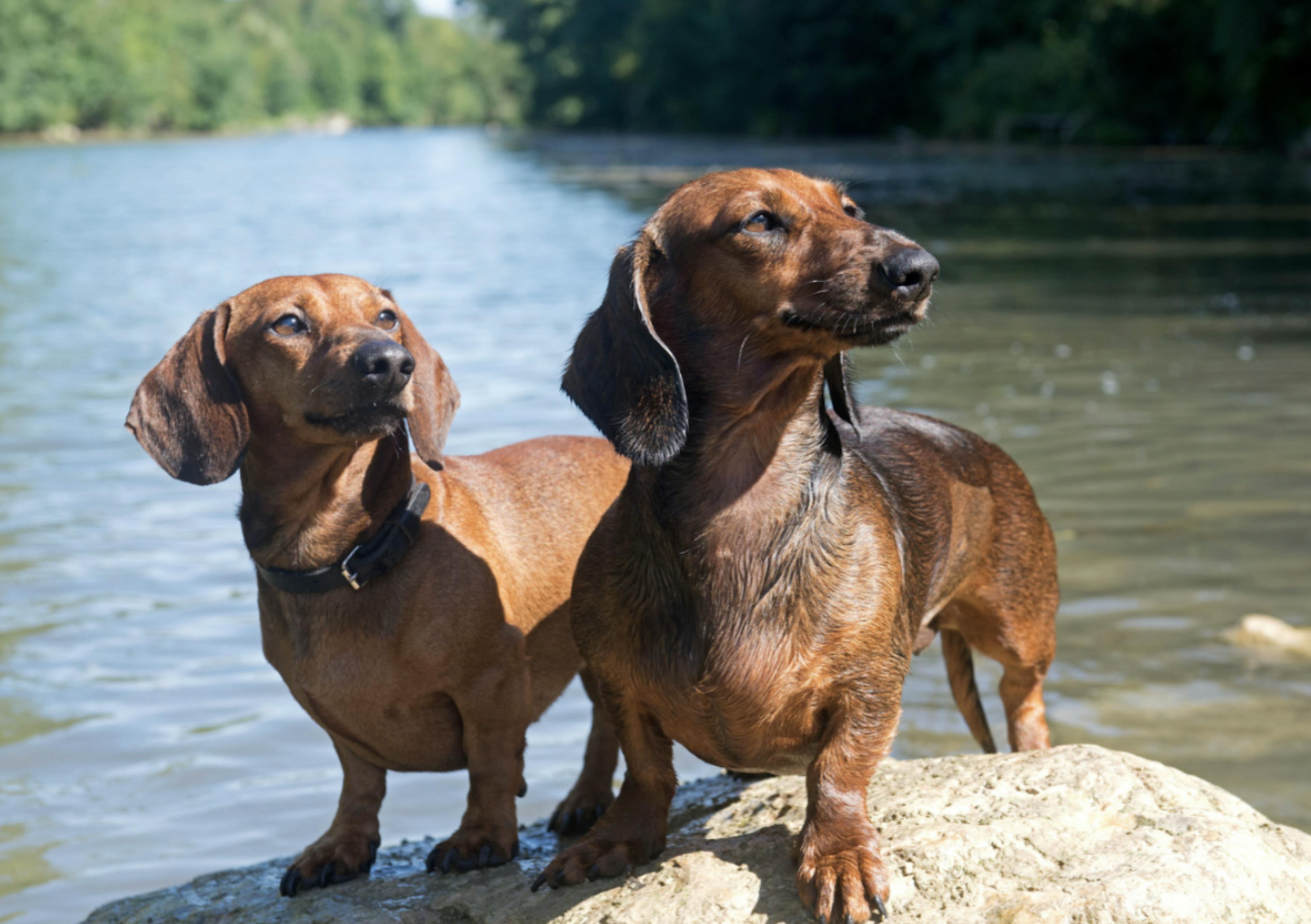 Deux Teckel qui se sont baigner dans un lac 