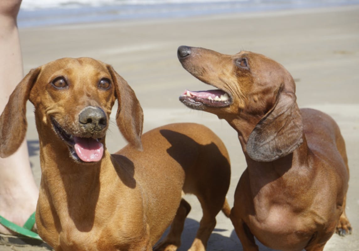 Deux Teckel heureux sur la plage