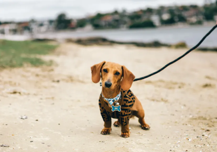 Petit Teckel habillé et tenu en laisse