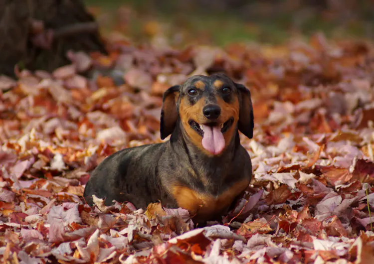 Petit Teckel qui joue dans les feuilles d'automne