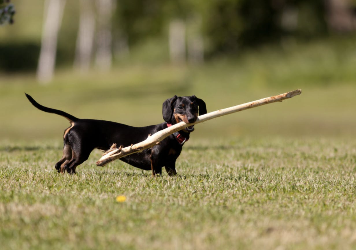 Teckel qui joue dans l'herbe avec un bâton dans la bouche