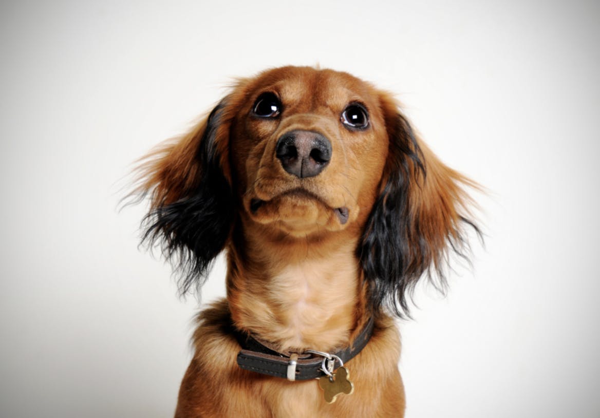 Chiot Teckel assis avec un petit collier en cuir