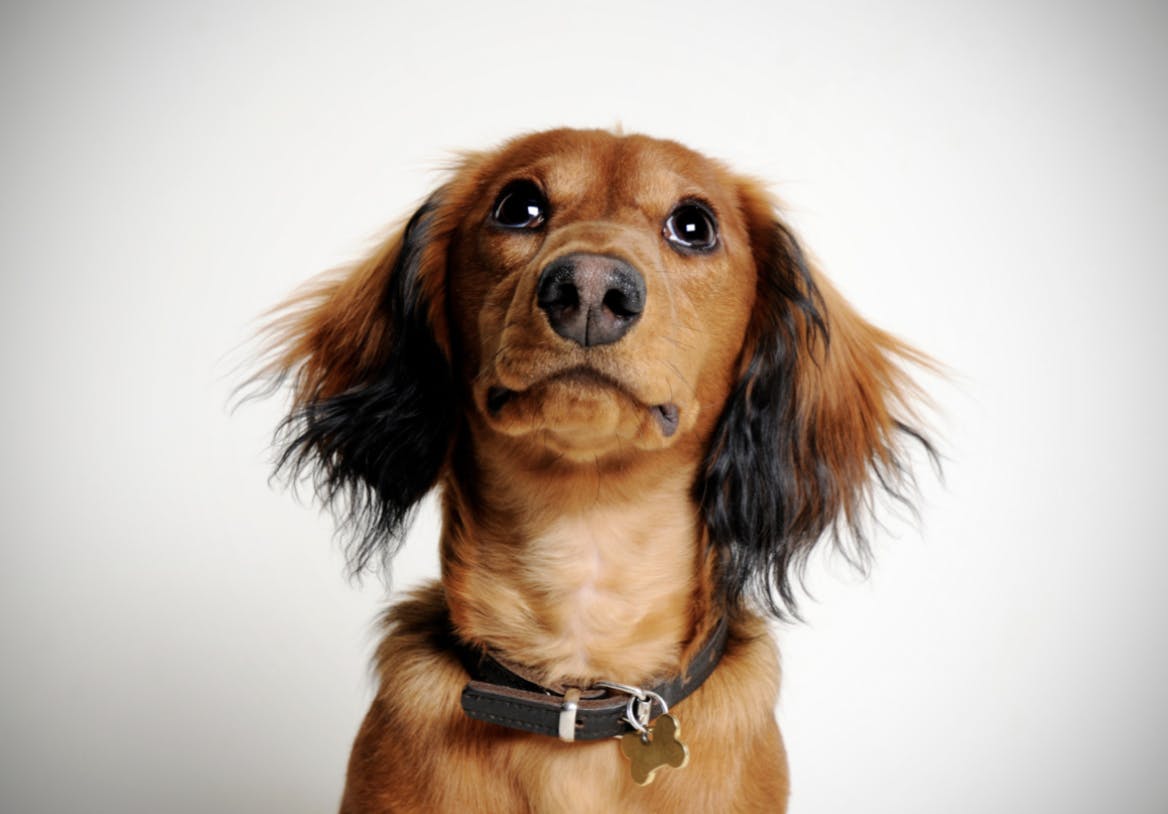 Chiot Teckel assis avec un petit collier en cuir 