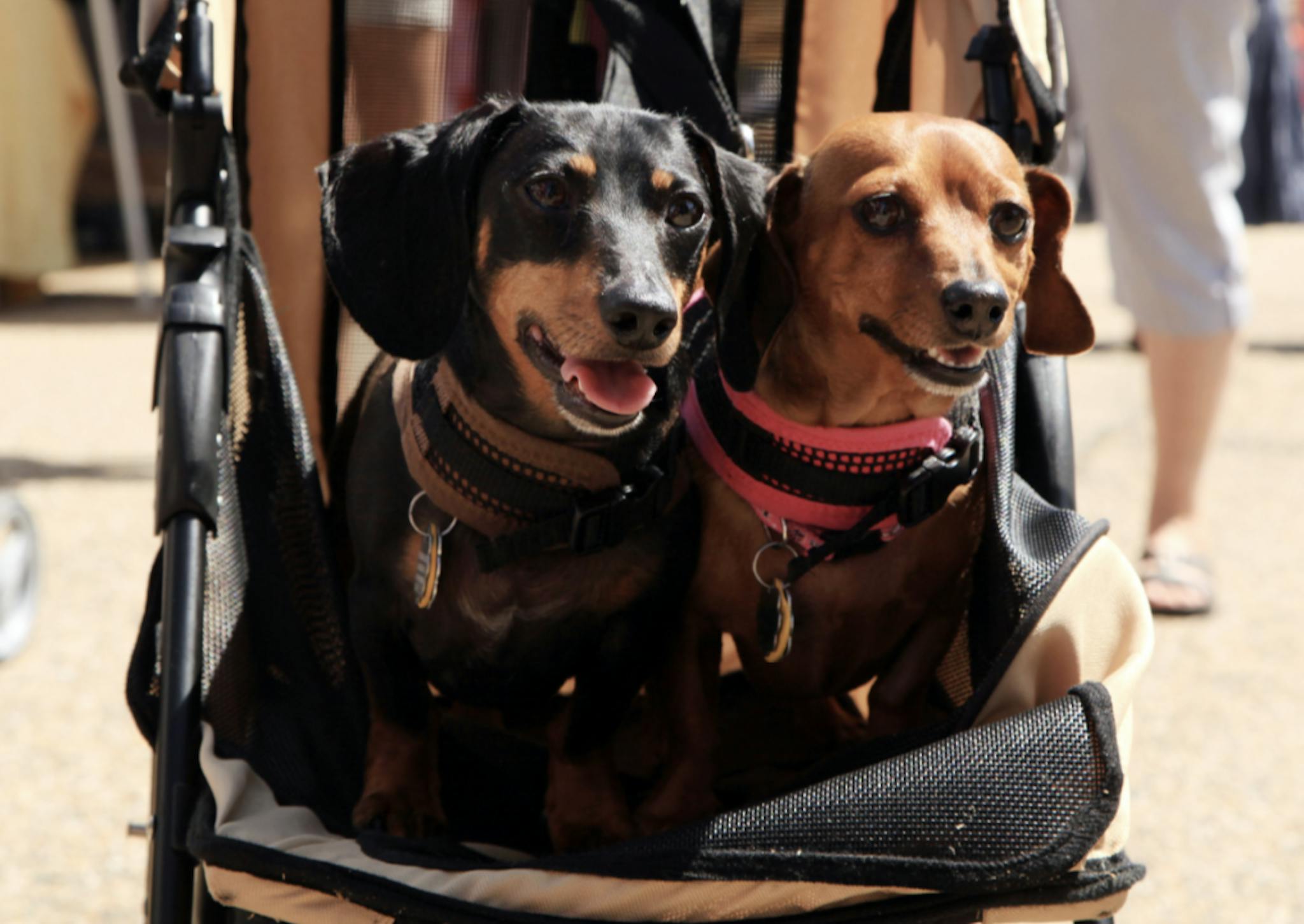 Deux Teckel dans une poussette pour chien 