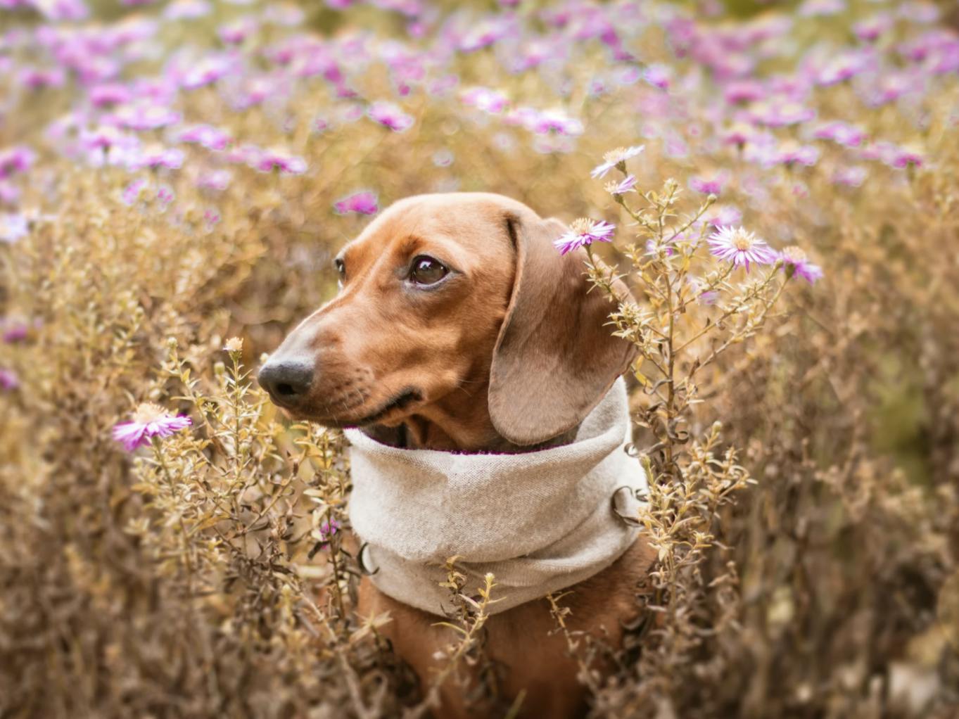 Teckel avec une écharpe dans un champ de fleurs 