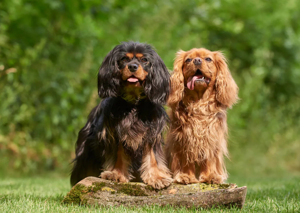 2 cavaliers king charles sur un petit tronc d'arbre