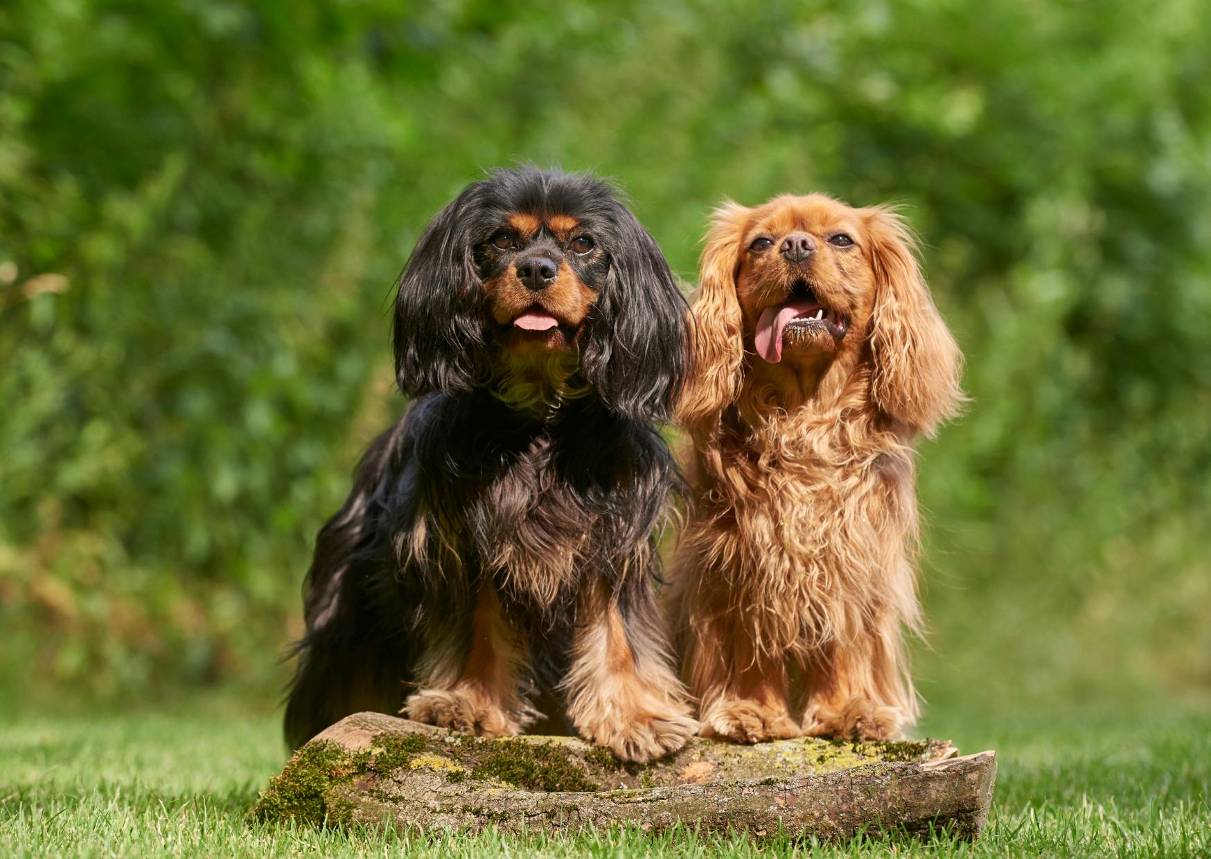 2 cavaliers king charles sur un petit tronc d'arbre 