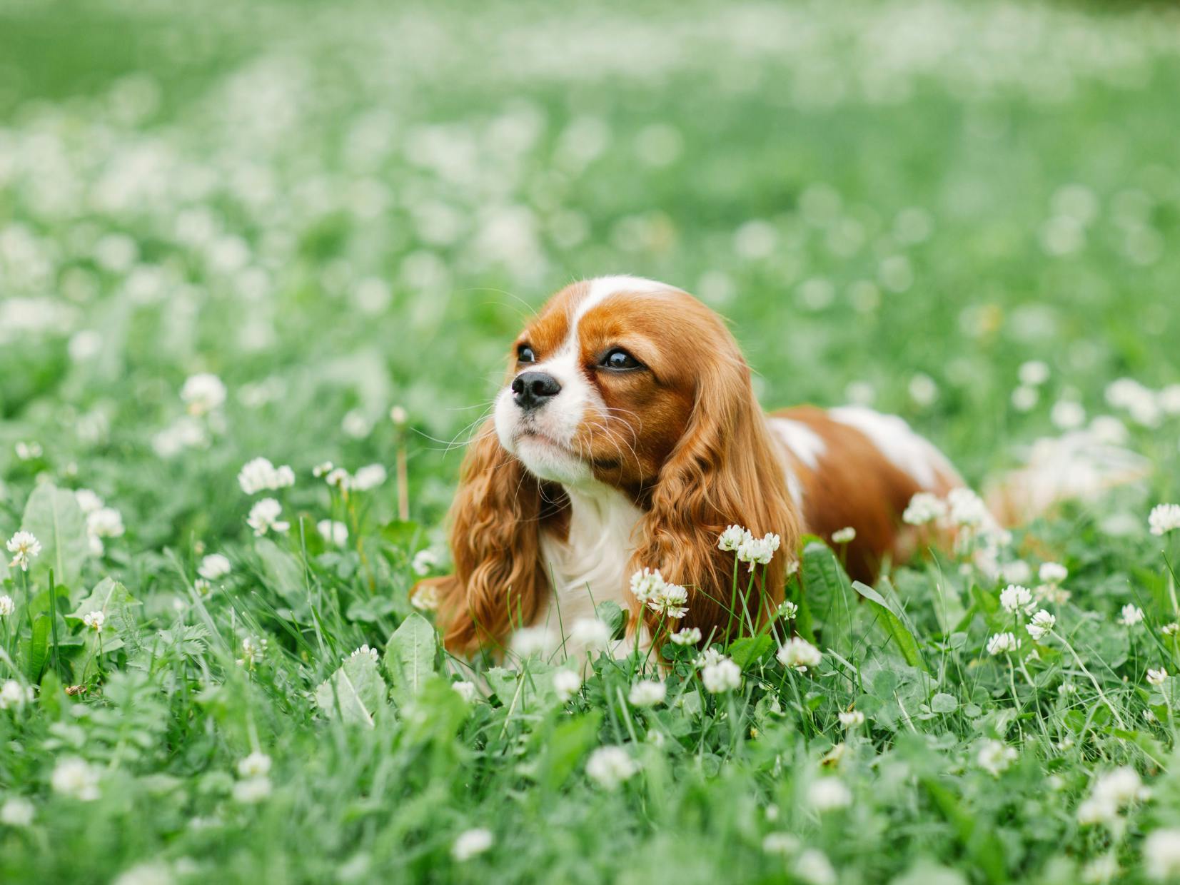 cavalier king charles roux et blanc dans l'herbe